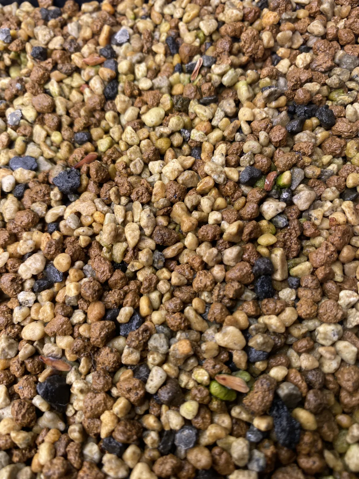 Pachypodium rosulatum var. gracilius ([無料種子] 発芽難 パキポディウム グラキリス　)