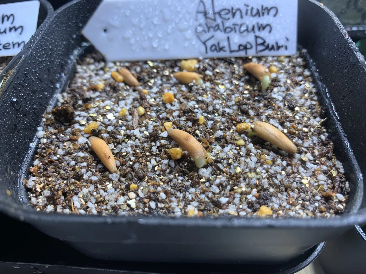 YLB Adenium arabicum Yak Lop Buri (アデニウム アラビカム)