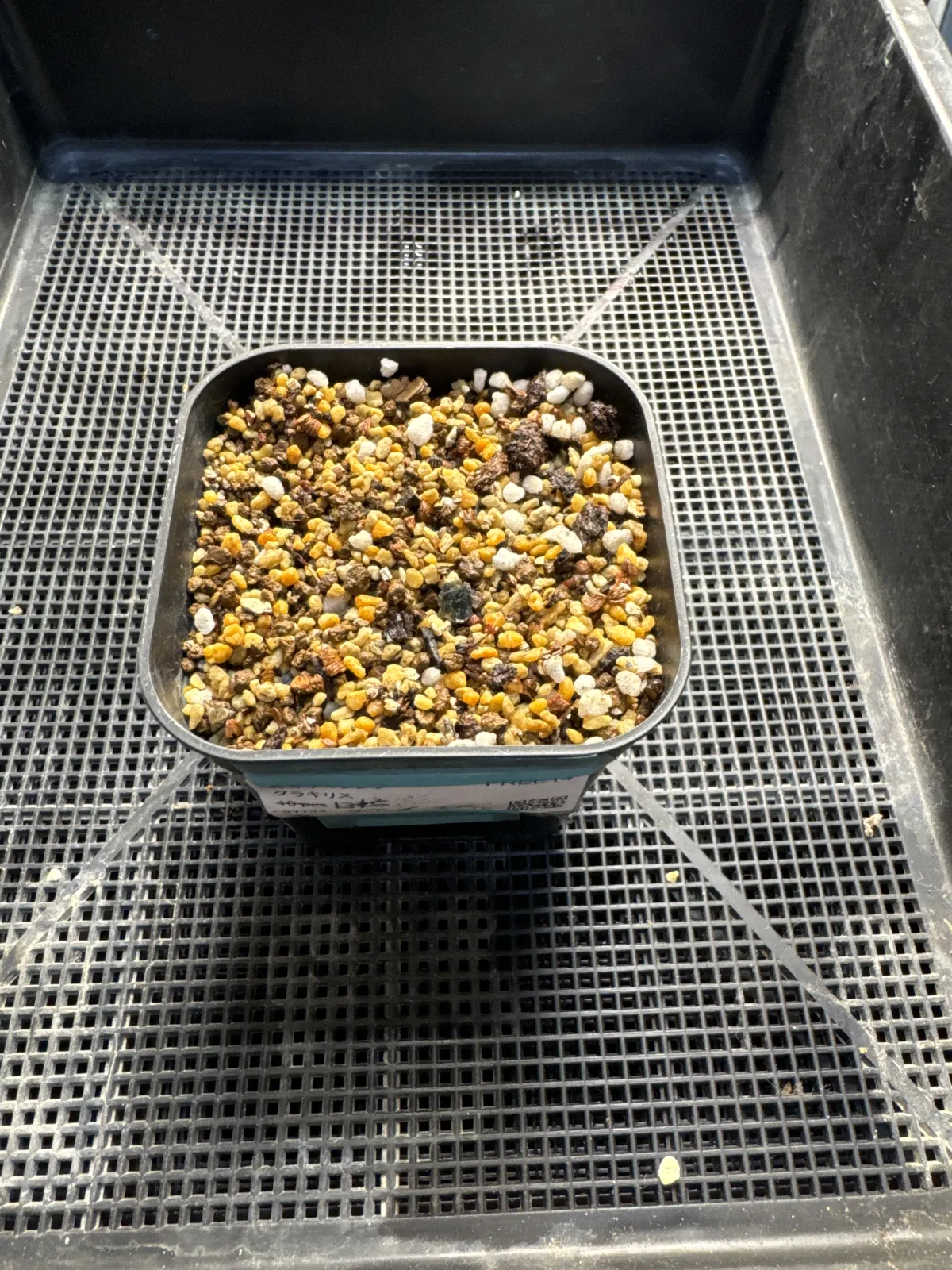 Pachypodium rosulatum var. gracilius ([無料種子] 発芽難 パキポディウム グラキリス　)