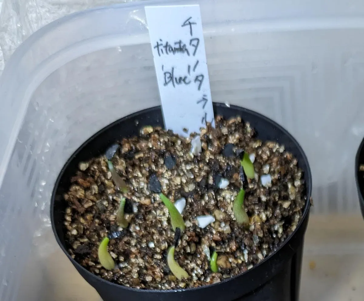 Agave titanota Blue Lot. (アガベ チタノタブルー)