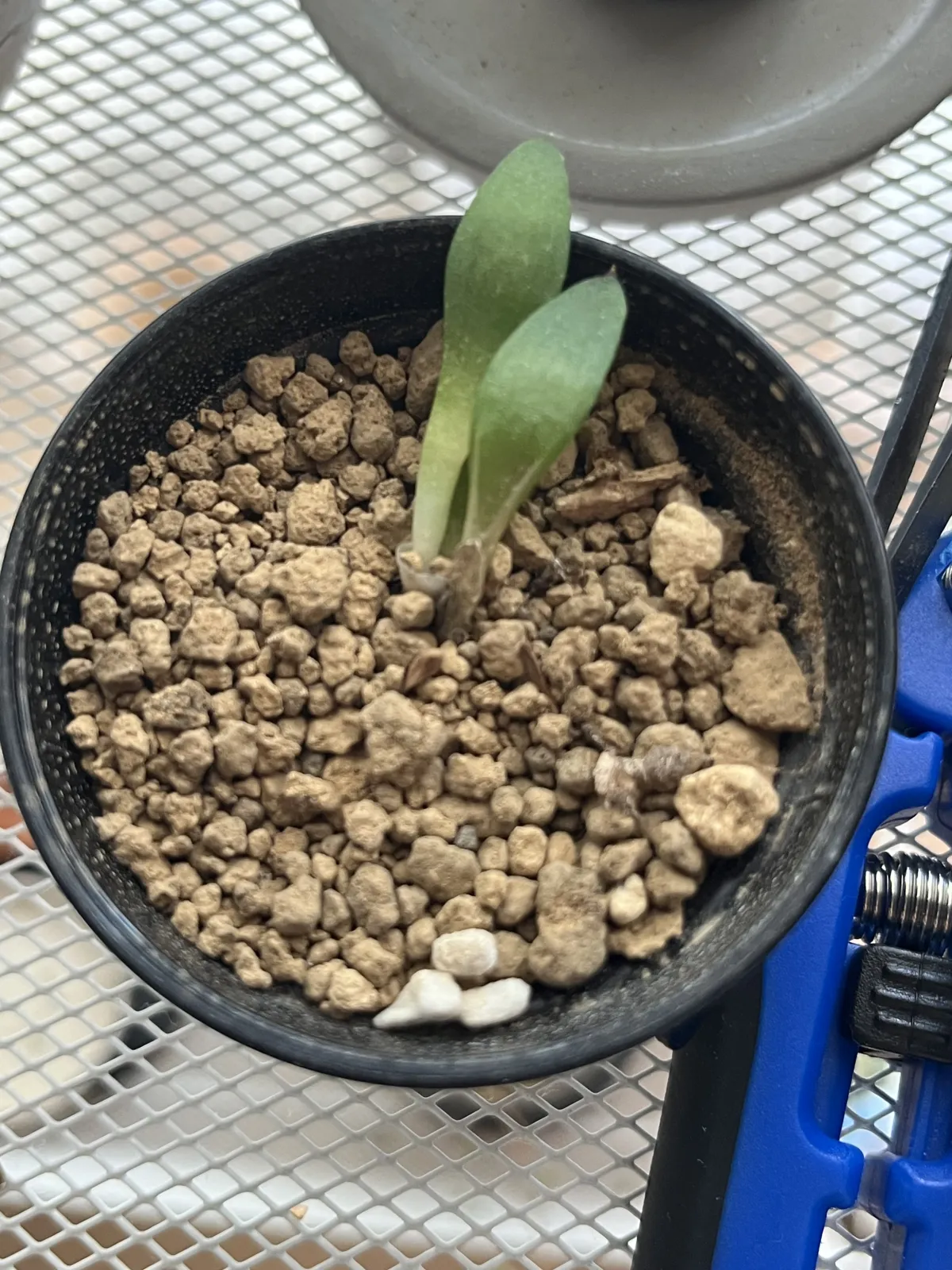 Agave titanota Blue Lot. (アガベ チタノタブルー)