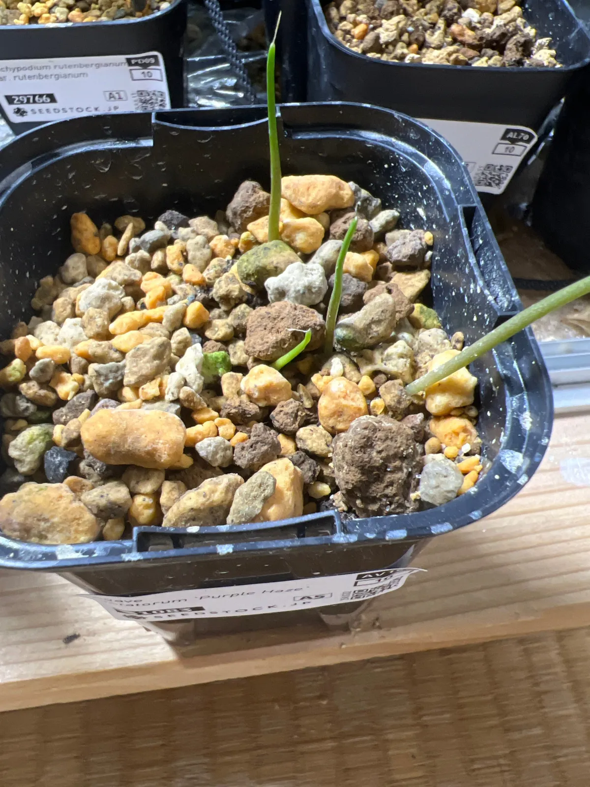 Agave potatorum (アガベ パープルヘイズ)