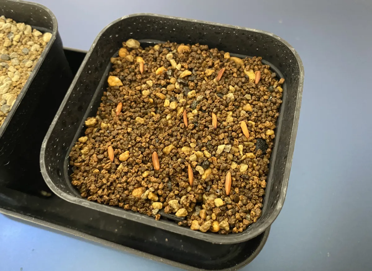 Pachypodium rosulatum var. gracilius ([無料種子] 発芽難 パキポディウム グラキリス　)