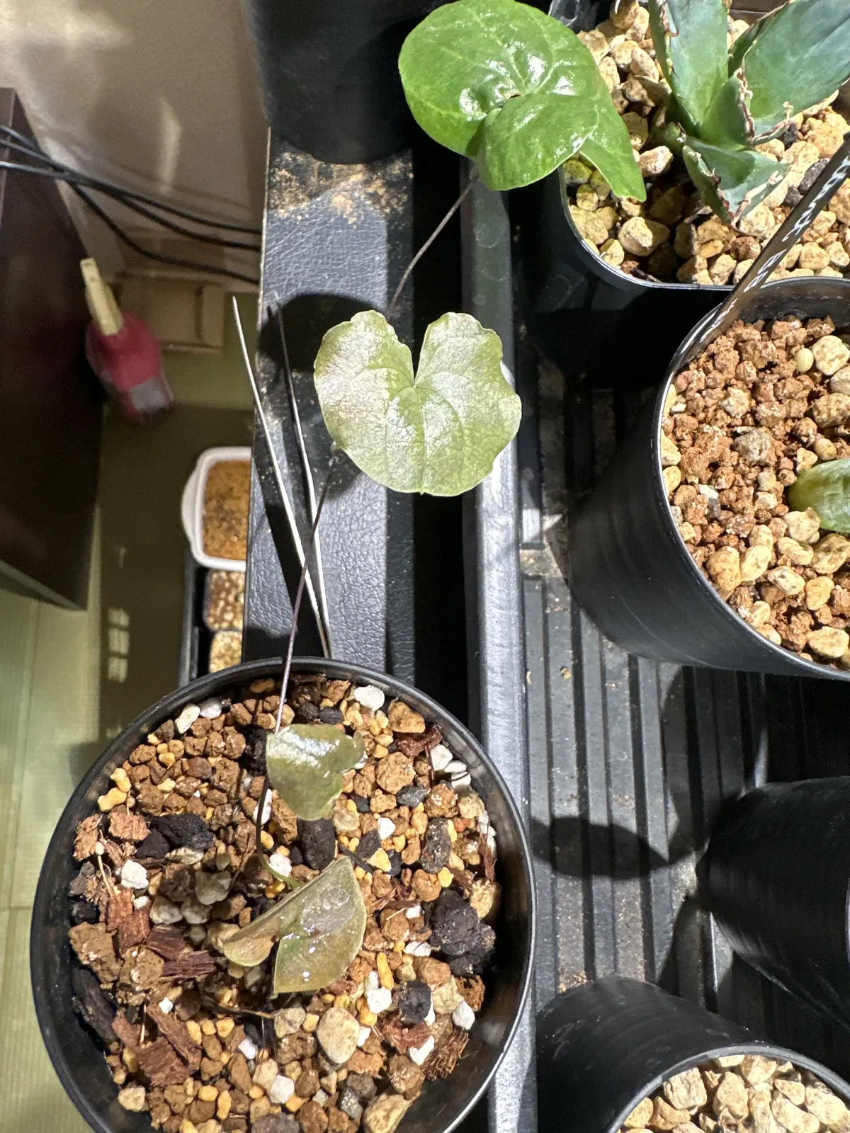 Dioscorea elephantipes Lot. (ディオスコレア エレファンティペス)