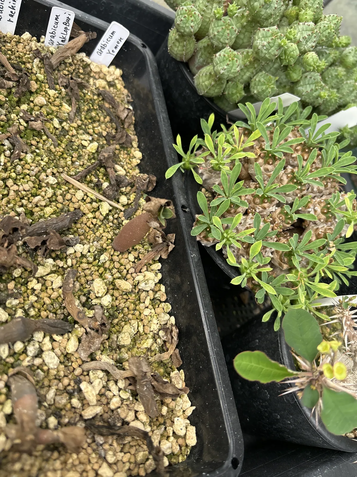 Adenium arabicum Yemen (アデニウム アラビカム イエメン)