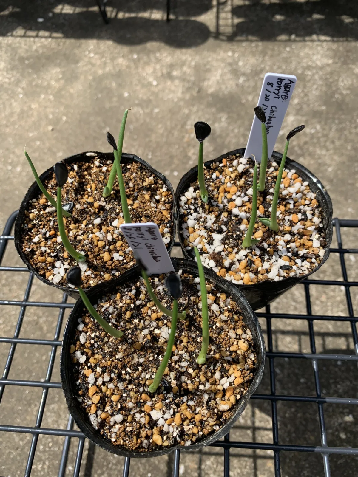Agave parryi (アガベ パリー チワワ)