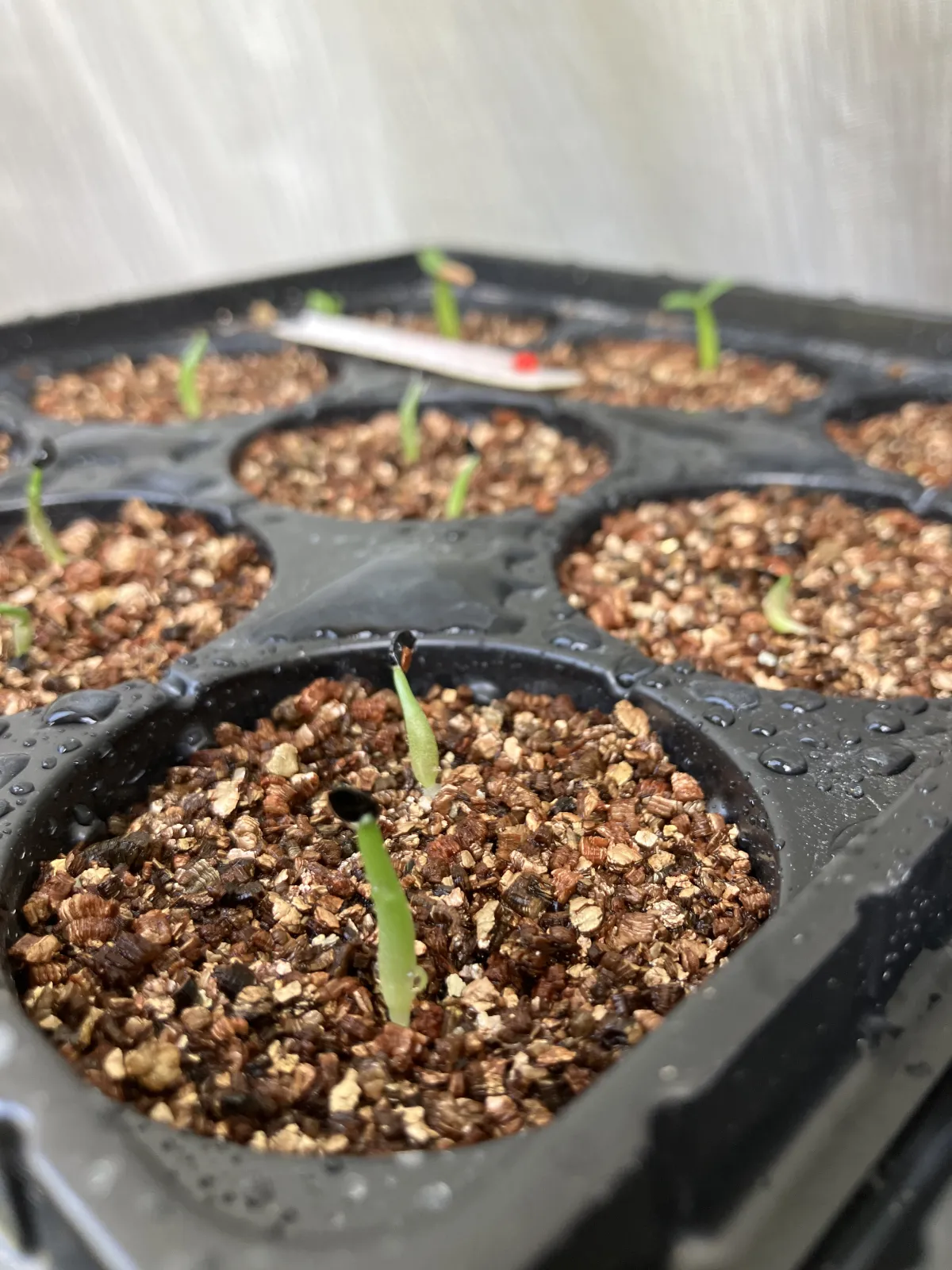 Agave titanota Blue Lot. (アガベ チタノタブルー)