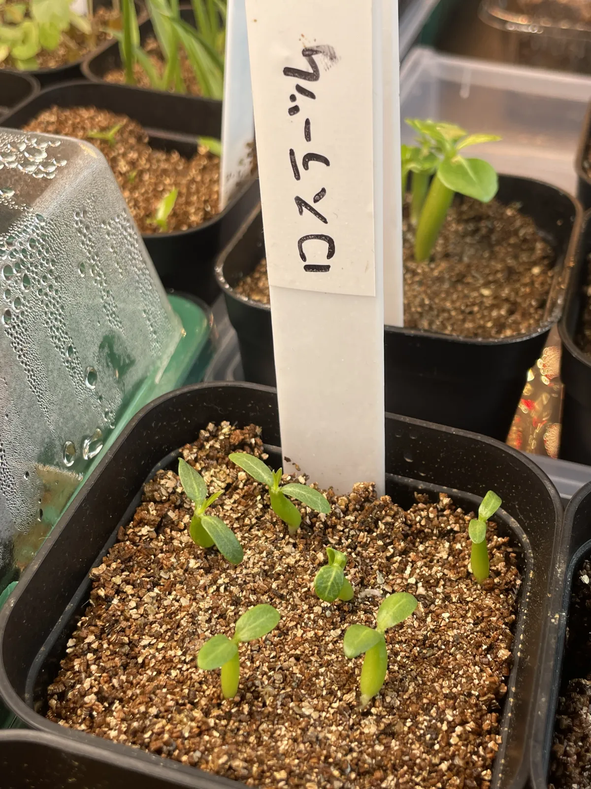 Pachypodium rosulatum (パキポディウム ロスラーツム)