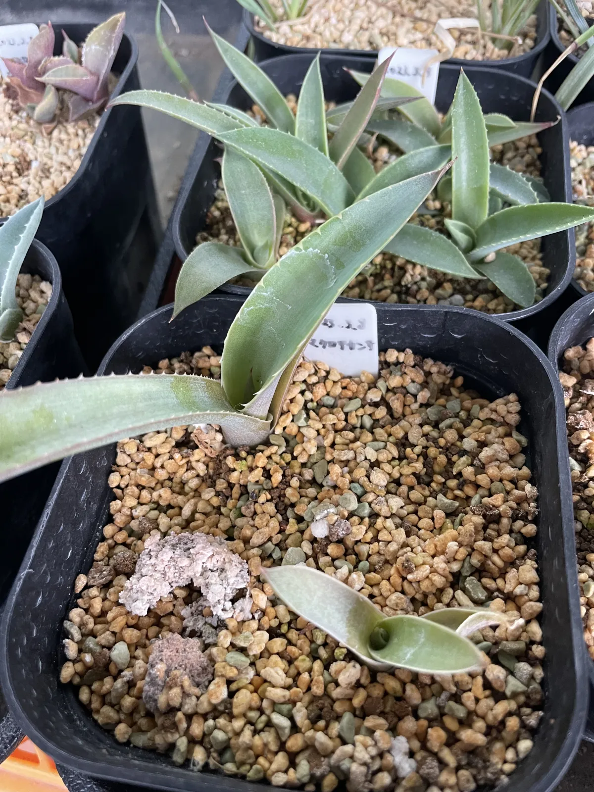 Agave macroacantha (アガベ マクロアカンサ)