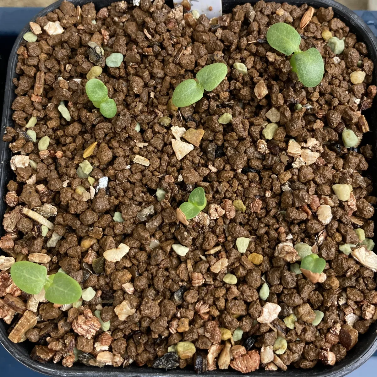 Pachypodium enigmaticum (パキポディウム エニグマチカム)