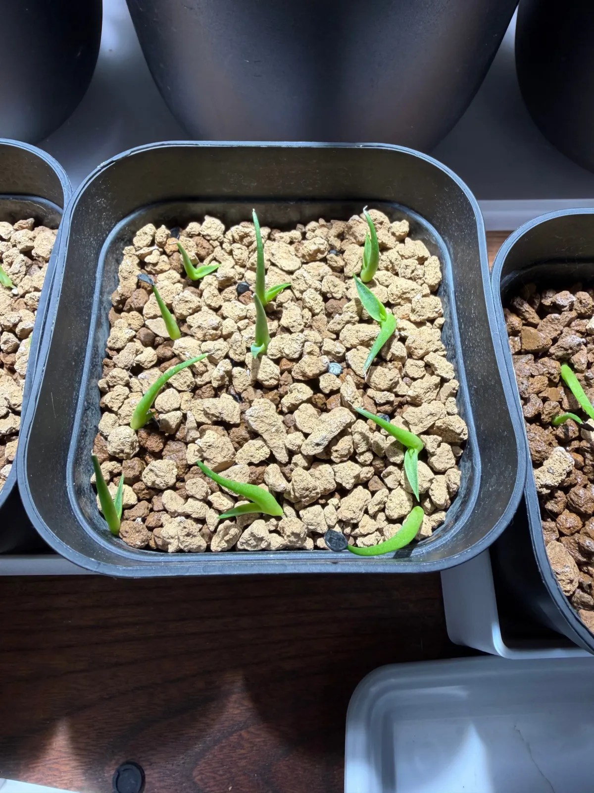 Agave utahensis var. eborispina (アガベ エボリスピナ ヴェガス 2023)