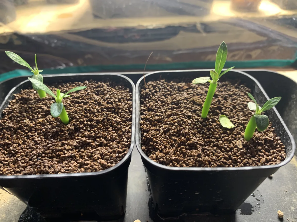 Pachypodium rosulatum var. inopinatum (パキポディウム イノピナツム)