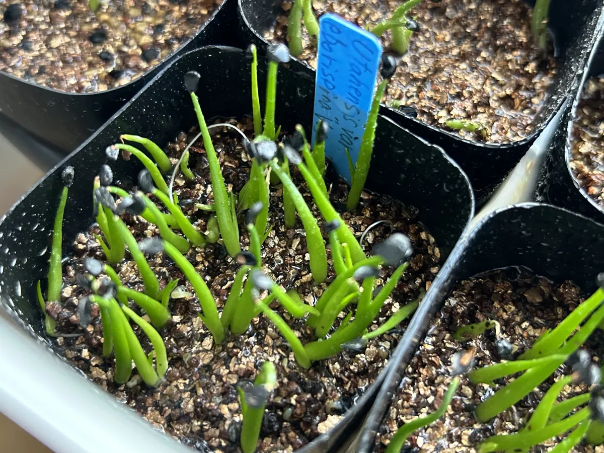 Agave utahensis var. eborispina Vegas (アガベ エボリスピナ ヴェガス)