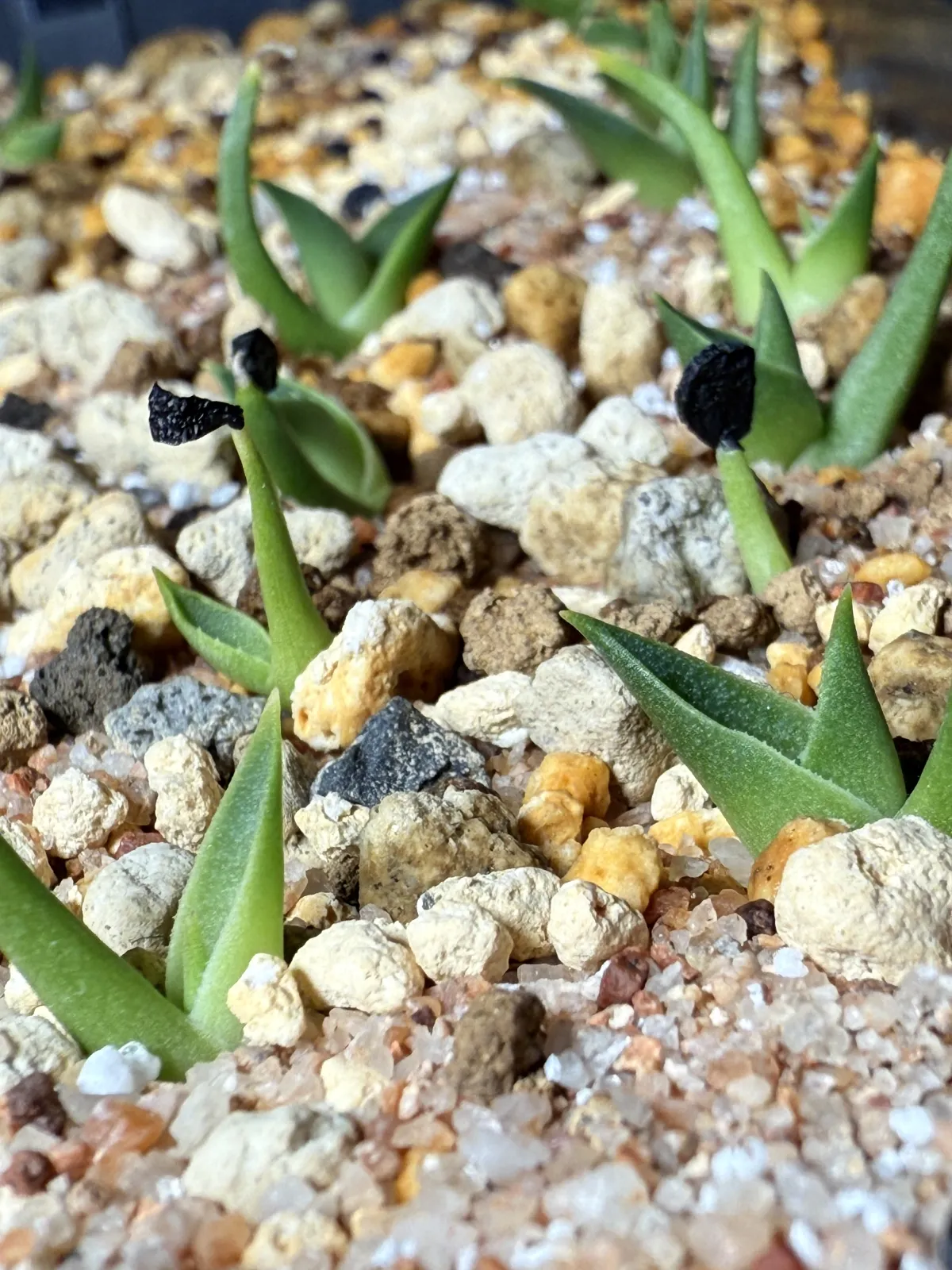 Agave utahensis ssp. utahensis Compacta (アガベ ユタエンシスコンパクタ)