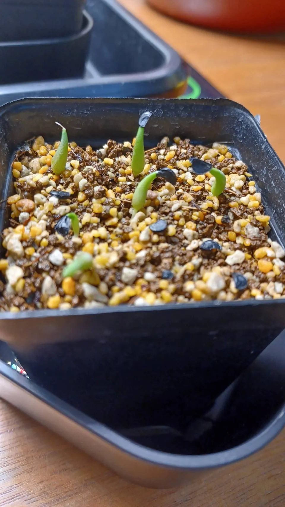 Agave titanota Blue Lot. (アガベ チタノタブルー)