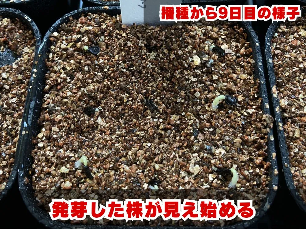 Agave striata subsp. striata (アガベ ストリアータ ブルードワーフ)