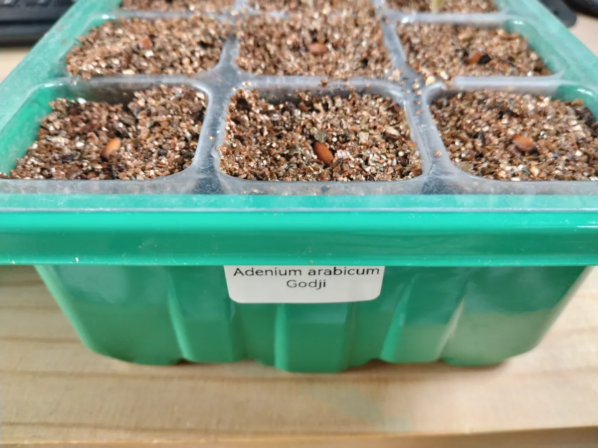 Adenium arabicum Godji Original (アデニウム ゴッジオリジナル)