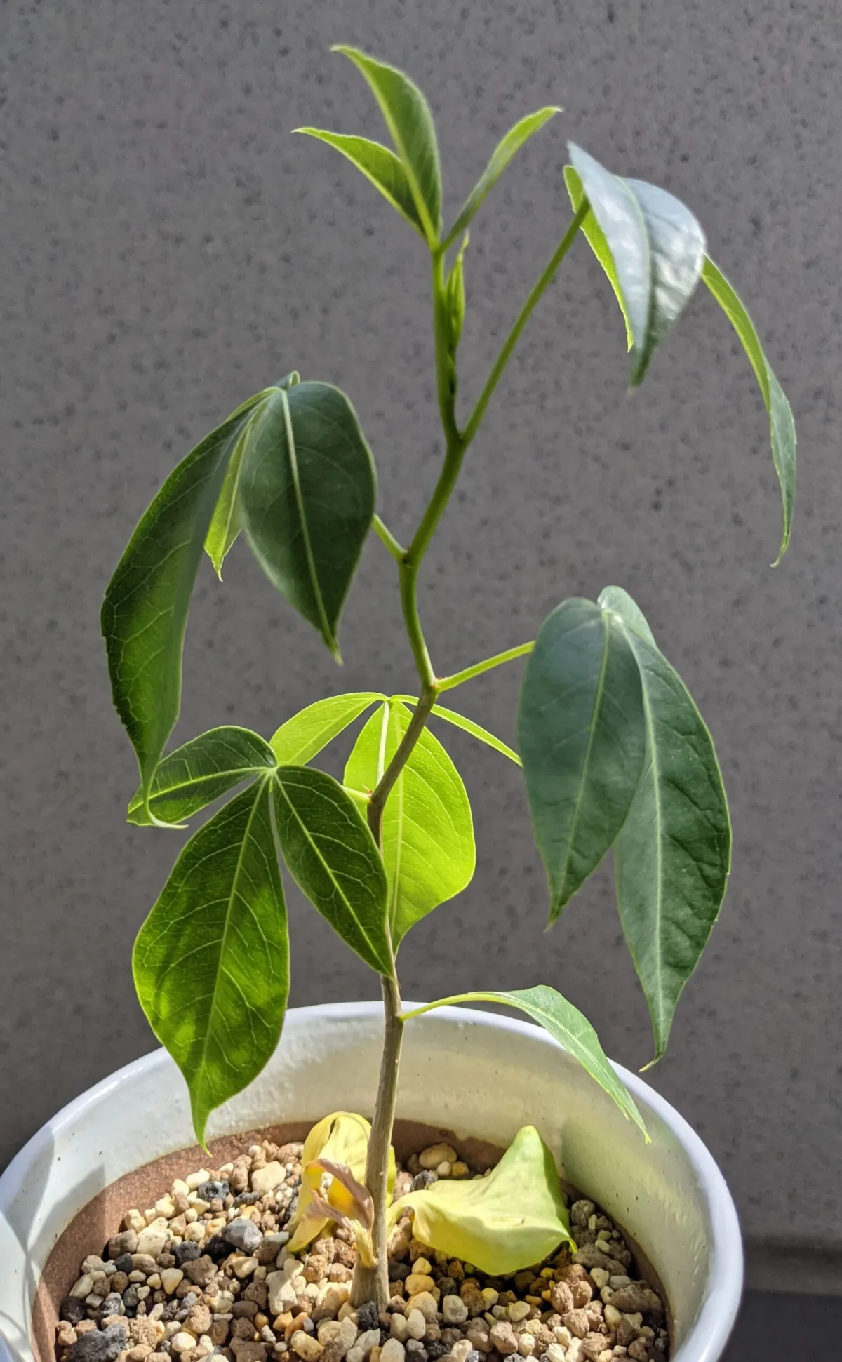Adansonia gregorii ([モニター種子] バオバブ)