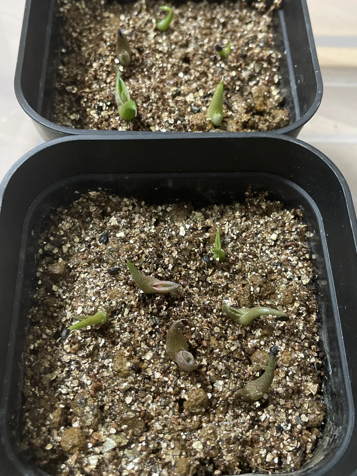 Agave oteroi Lot. (アガベ オテロイ)