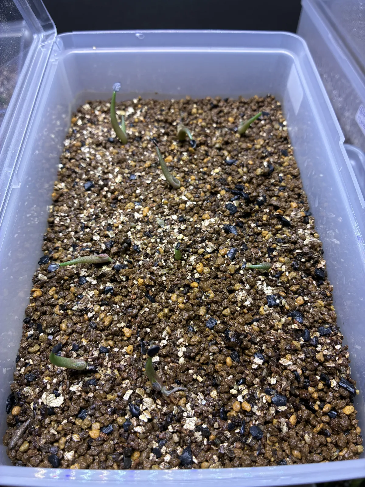 Agave titanota Blue Lot. (アガベ チタノタブルー)