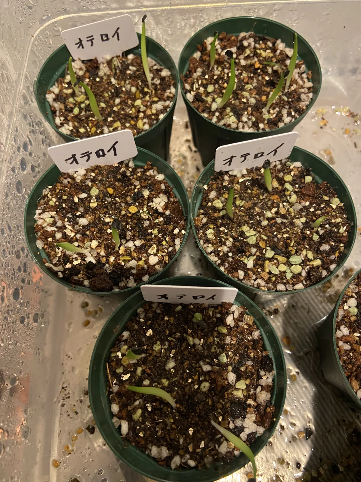 Agave oteroi Lot. (アガベ オテロイ)