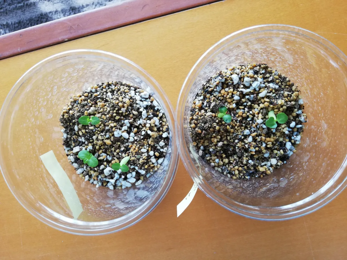 Pachypodium succulentum (パキポディウム サキュレンタム)