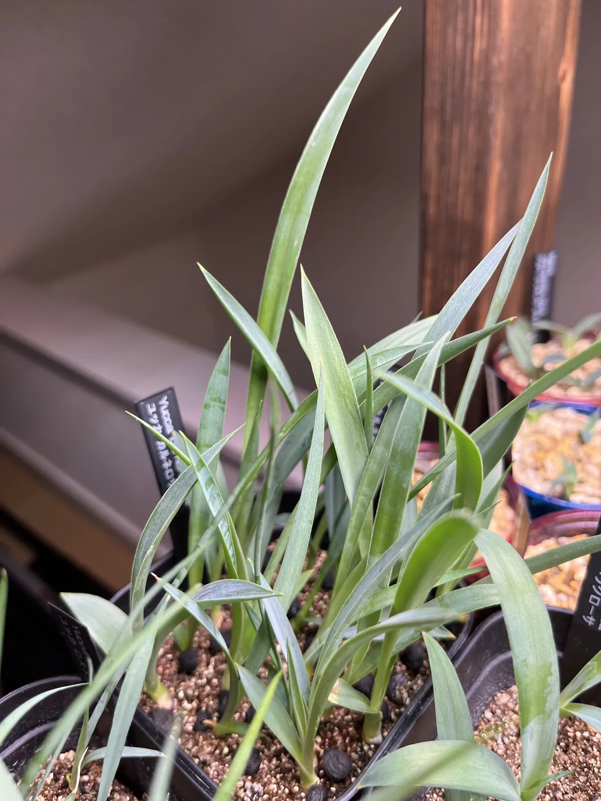 Yucca carnerosana (ユッカ カルネロサーナ)