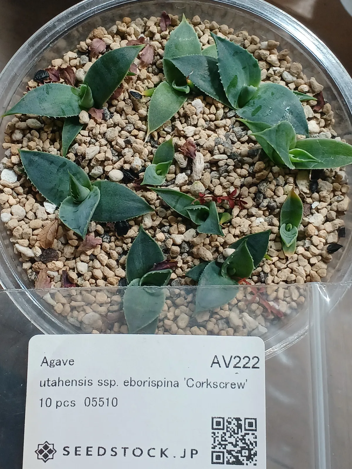 Agave utahensis var. eborispina Corkscrew (アガベ ユタエンシスコークスクリュー)