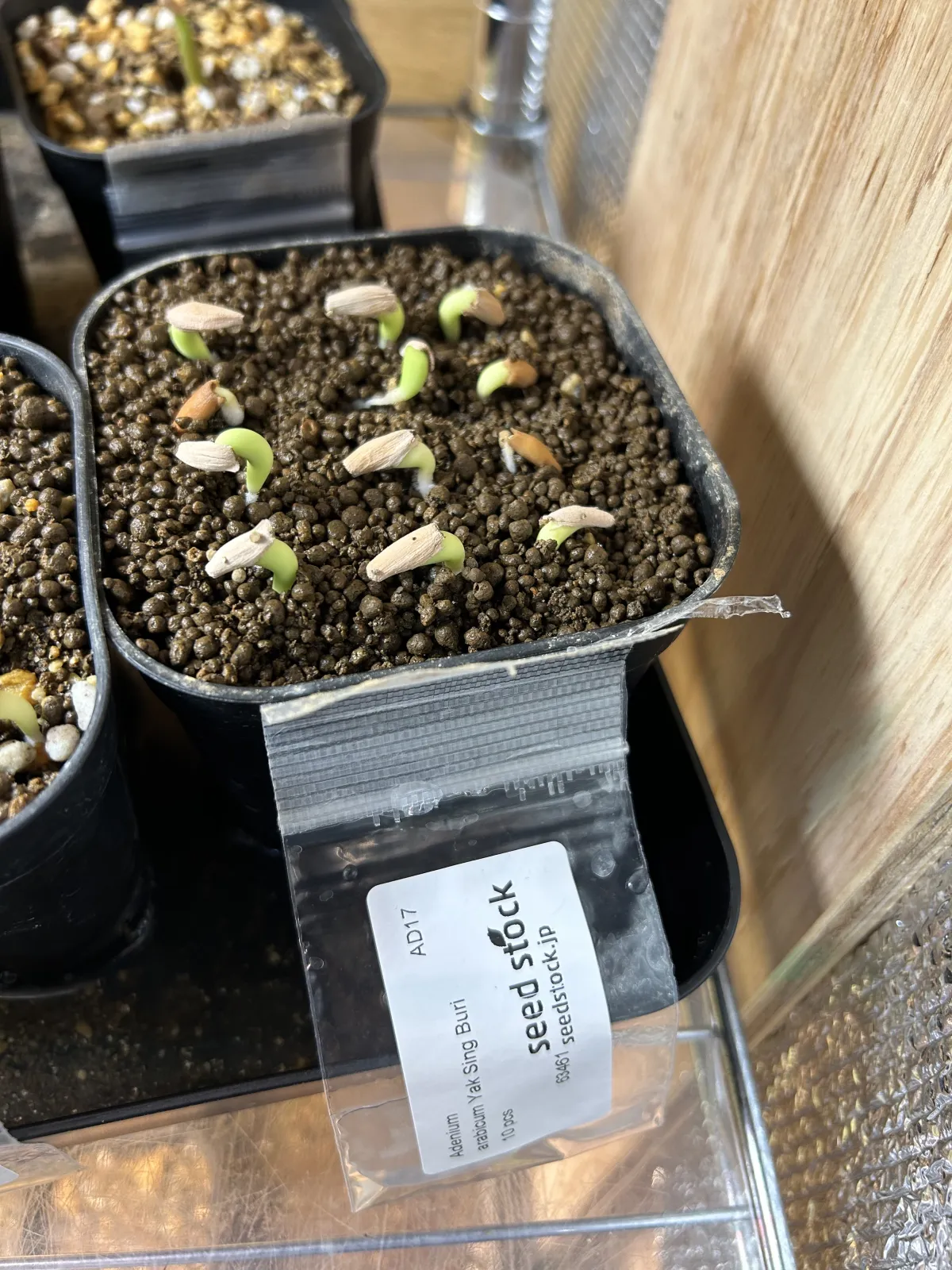 YSB Adenium arabicum Yak Sing Buri (アデニウム アラビカム)