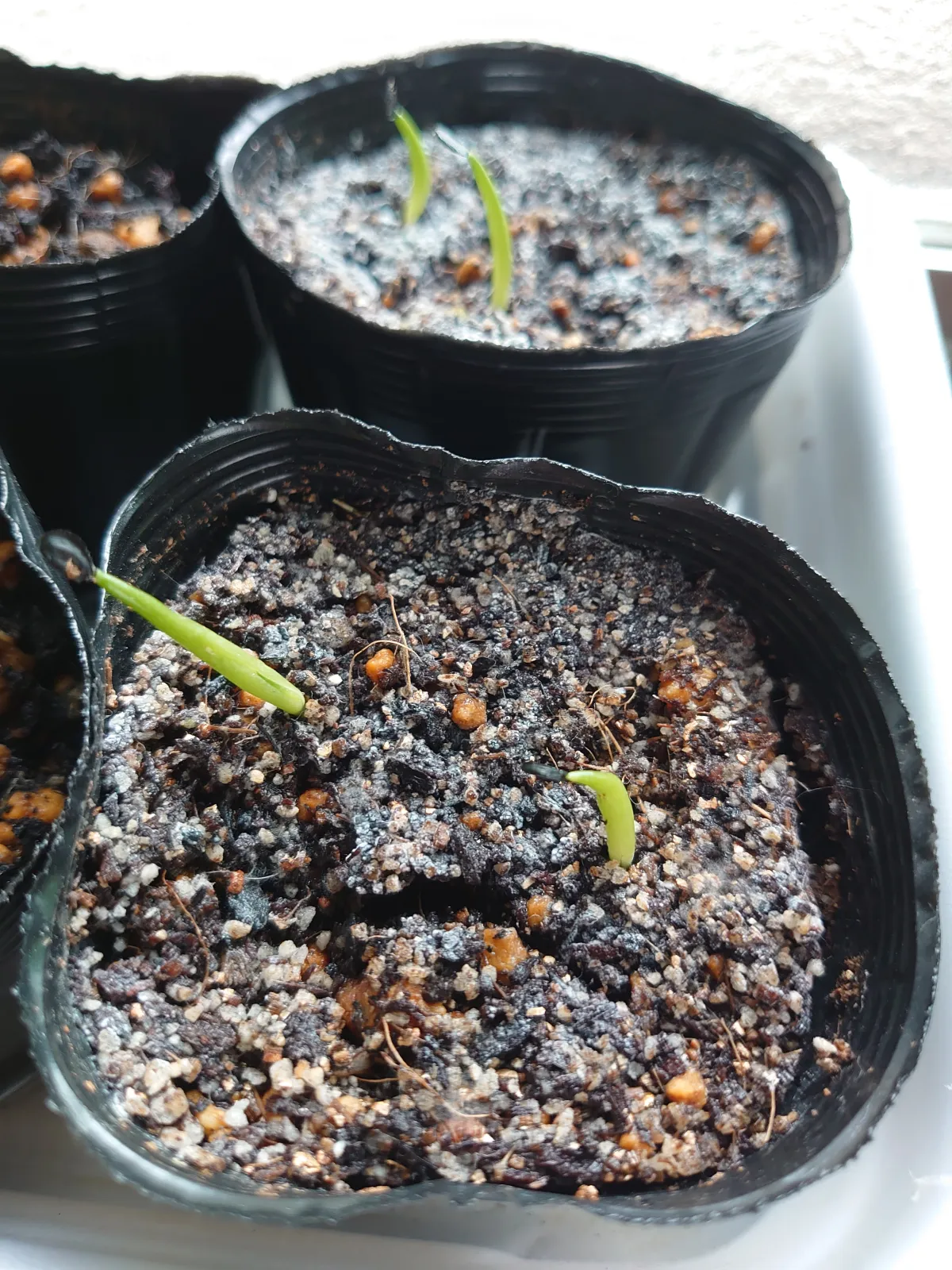 Agave titanota Blue Lot. (アガベ チタノタブルー)