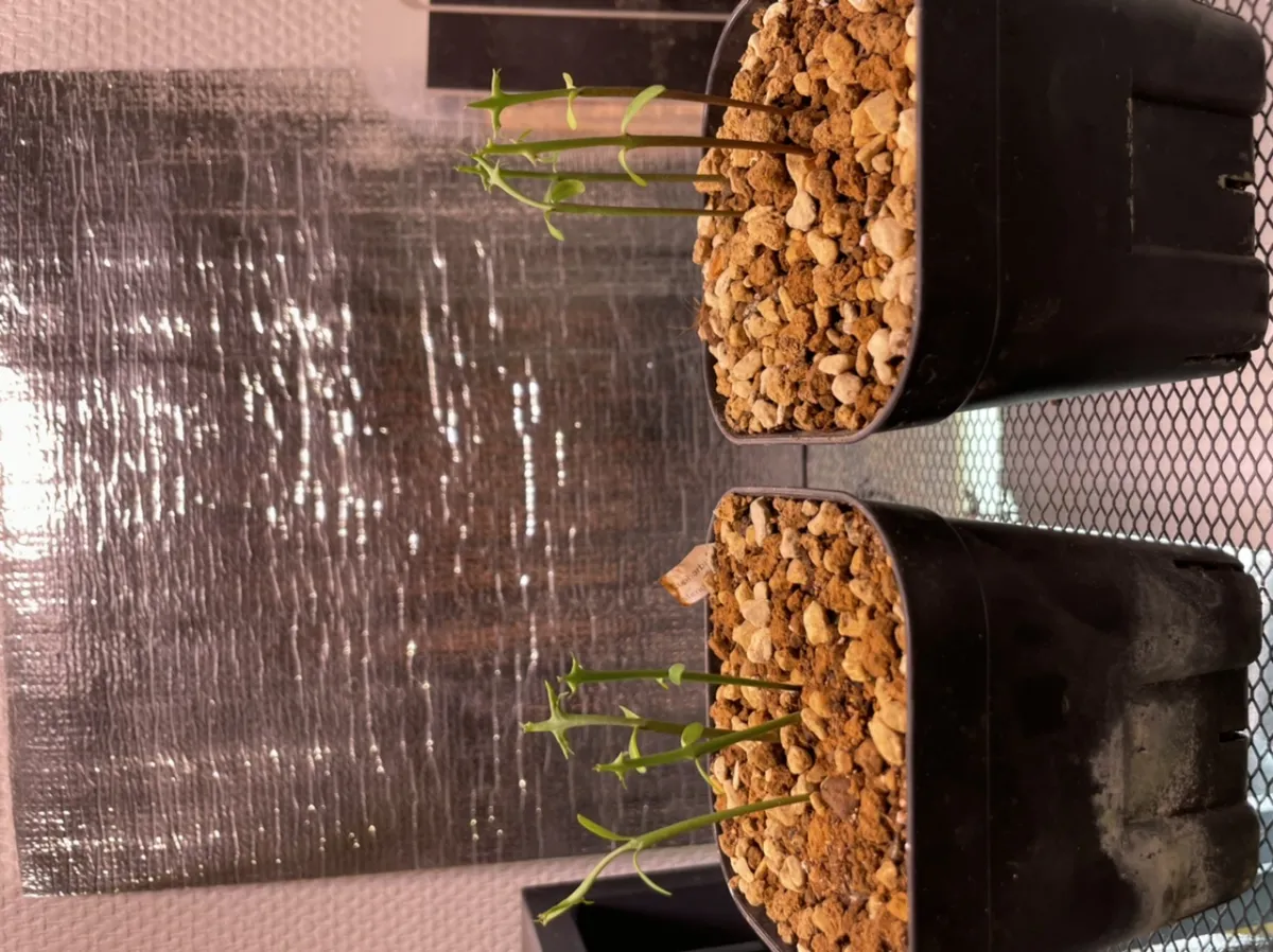 Euphorbia stenoclada (ユーフォルビア ステノクラーダ)