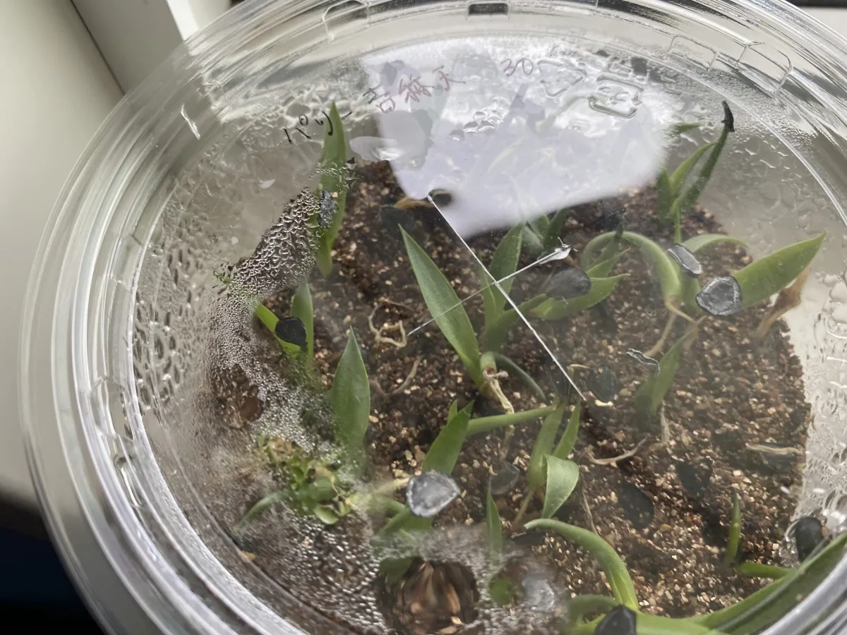 Agave parryi ssp. parryi (アガベ パリー)