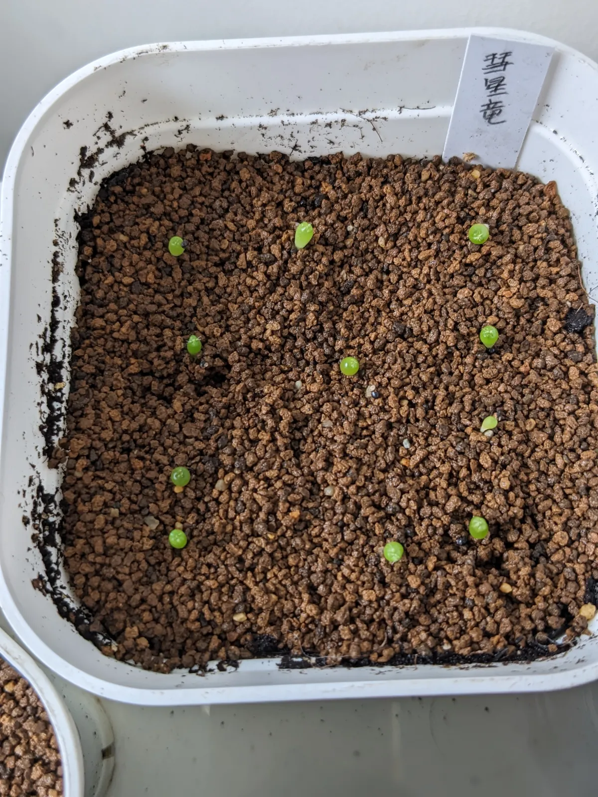 Echinofossulocactus zacatecasensis (エキノフォスロカクタス ザカテカセンシス)