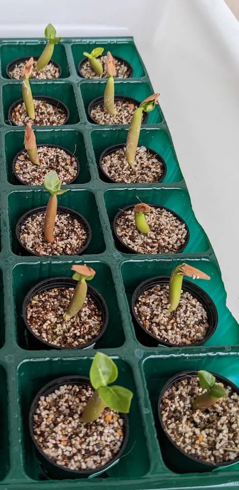 YLB Adenium arabicum Yak Lop Buri (アデニウム アラビカム)