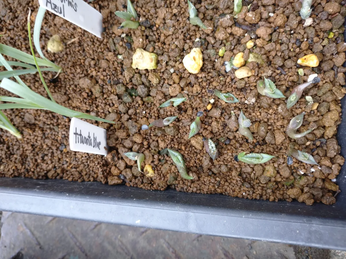 Agave titanota Blue Lot. (アガベ チタノタブルー)