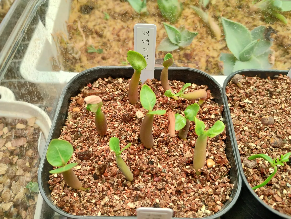 YLB Adenium arabicum Yak Lop Buri (アデニウム アラビカム)