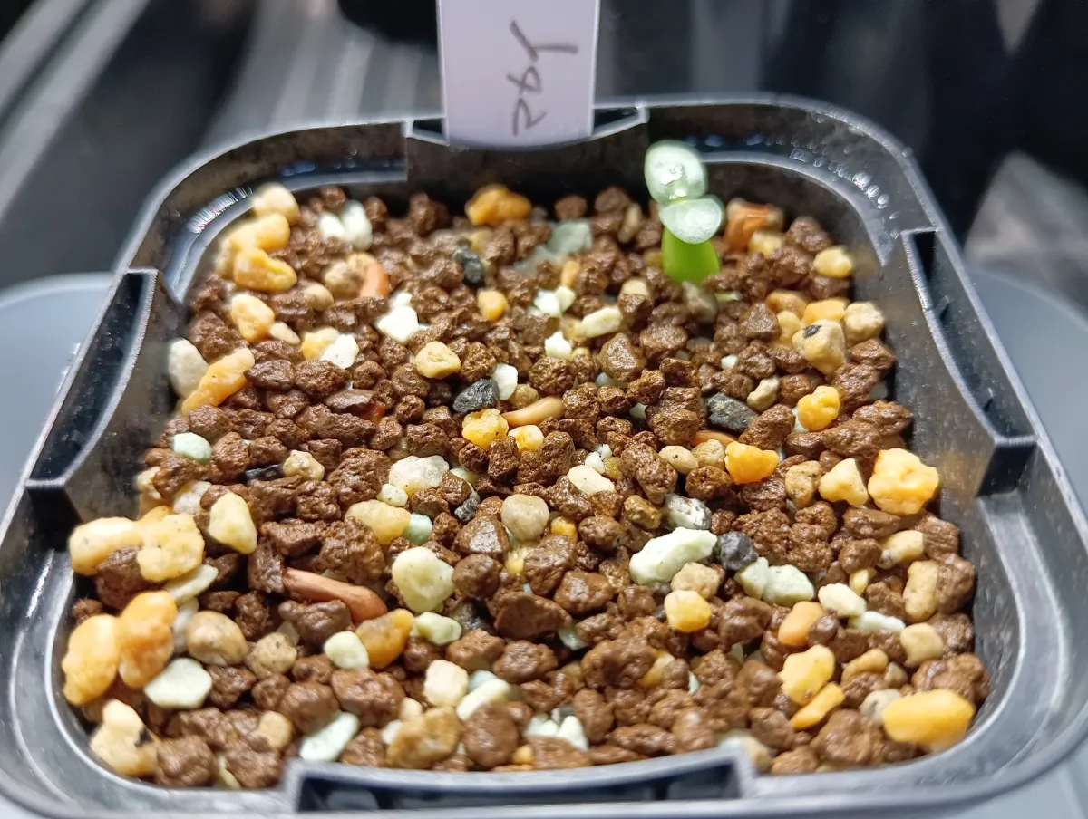 Pachypodium rosulatum ssp. makayense (パキポディウム マカイエンセ)