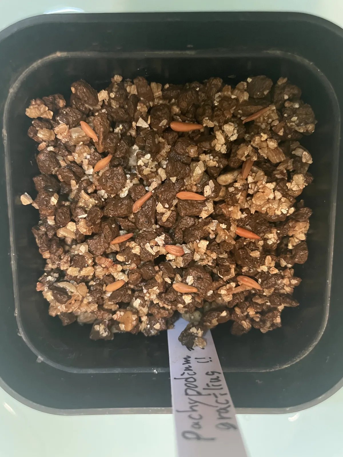 Pachypodium rosulatum var. gracilius ([無料種子] 発芽難 パキポディウム グラキリス　)