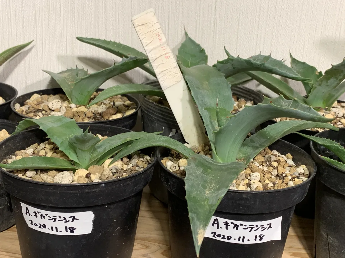 Agave gigantensis (アガベ ギガンテンシス)