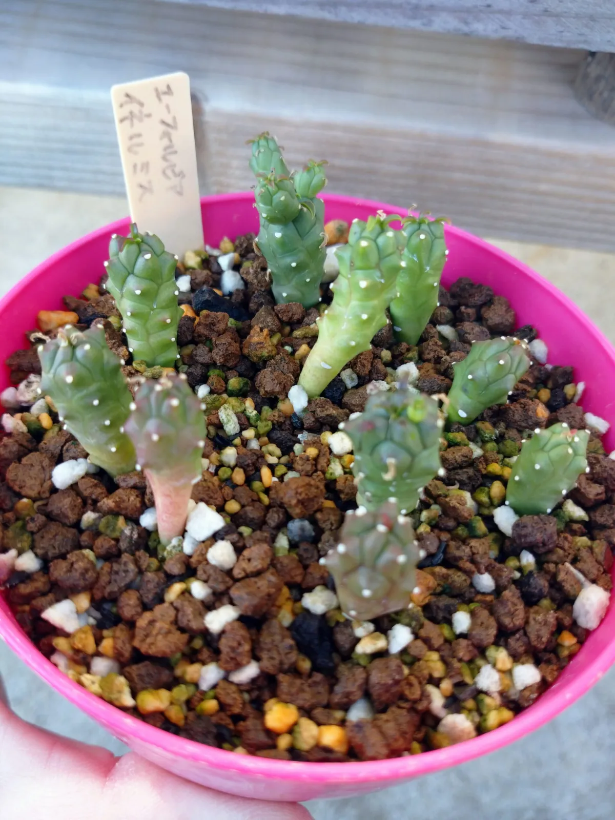 Euphorbia inermis (ユーフォルビア イネルミス 九頭竜)