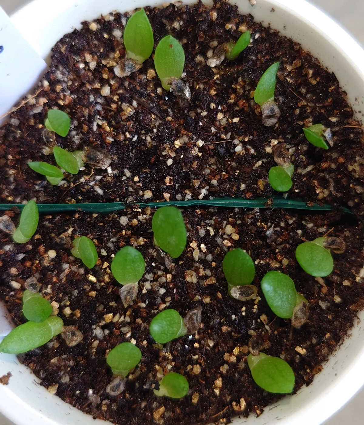 Aloe striata (アロエ ストリアータ)