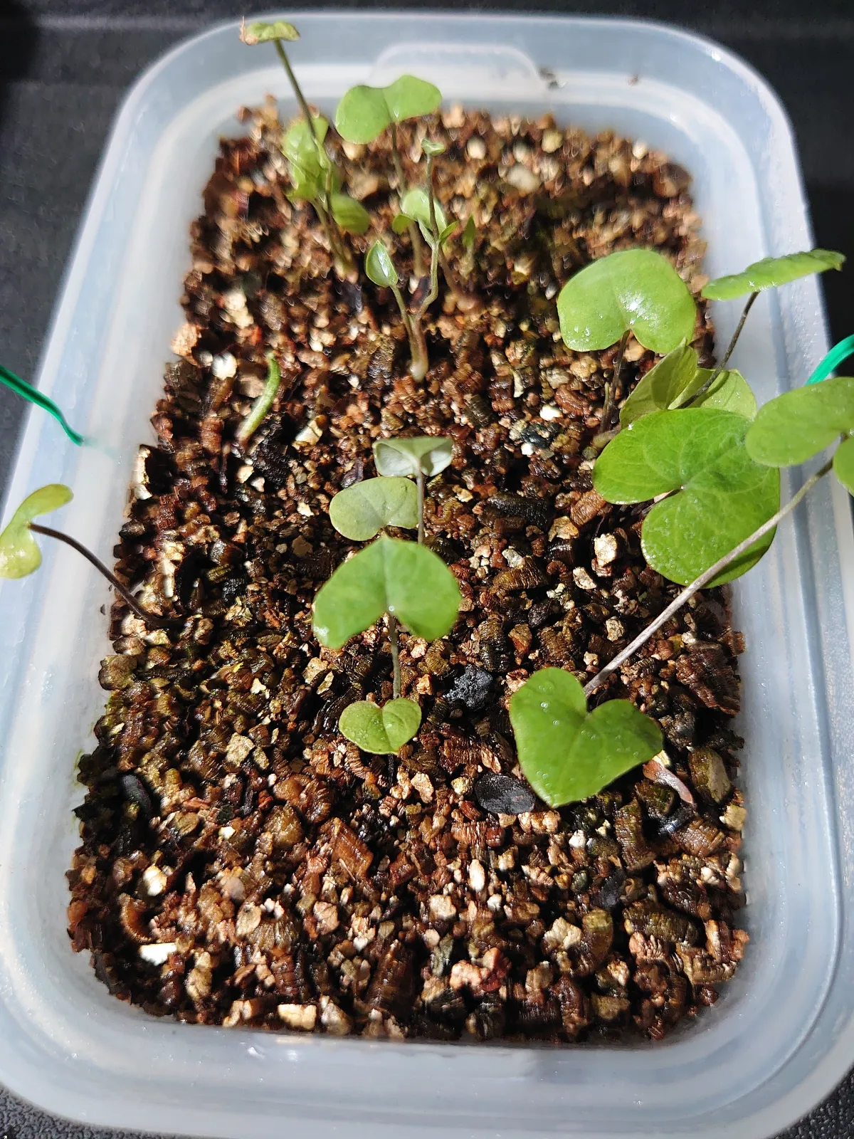 Dioscorea elephantipes (ディオスコレア エレファンティペス)