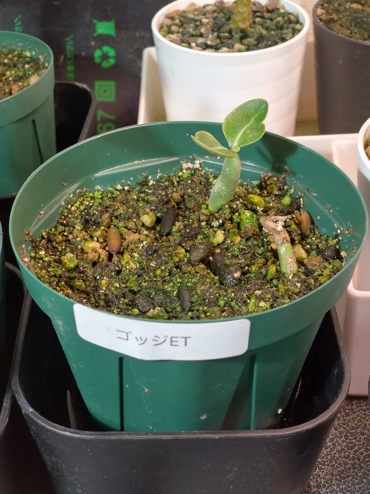 x ET Adenium arabicum Godji x ET (アデニウム ゴッジ)