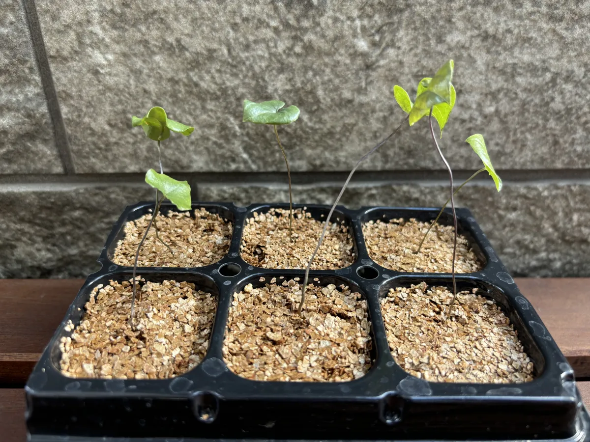 Dioscorea elephantipes (ディオスコレア エレファンティペス)