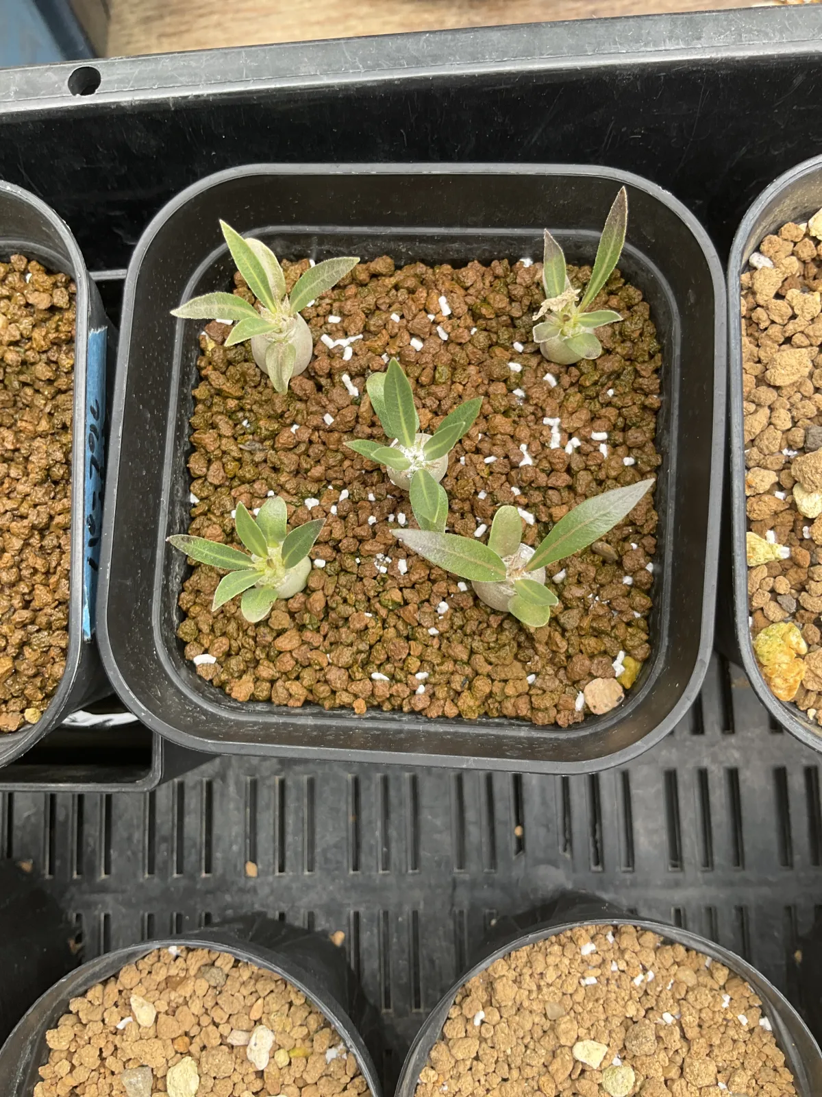 Pachypodium rosulatum ssp. makayense (パキポディウム マカイエンセ)