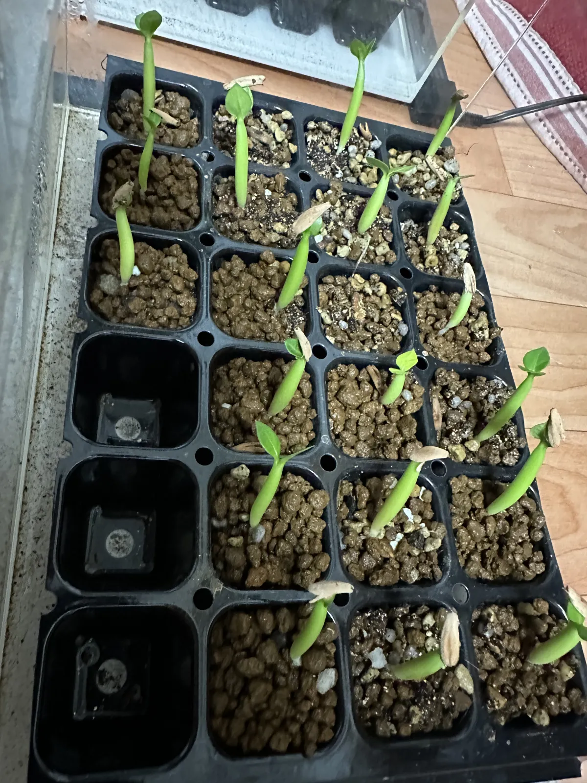 Adenium arabicum Black stem (アデニウム アラビカム ブラックステム)