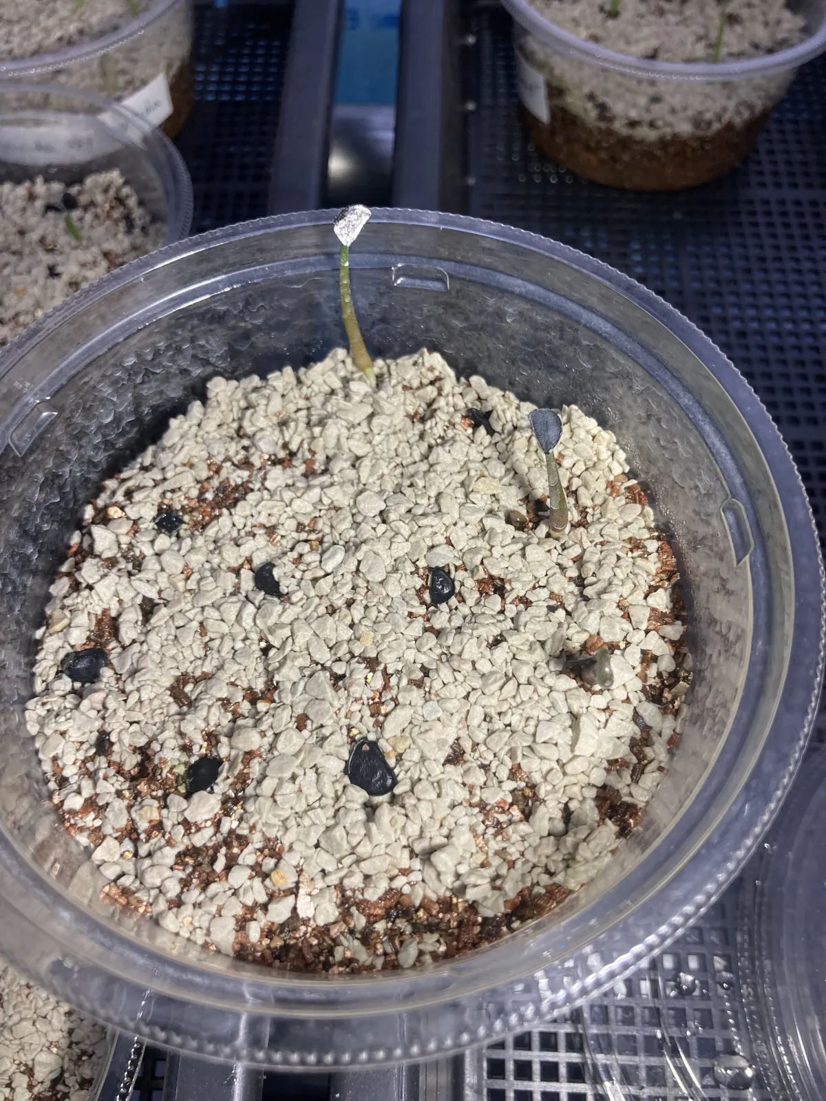 Agave potatorum (アガベ パープルヘイズ)