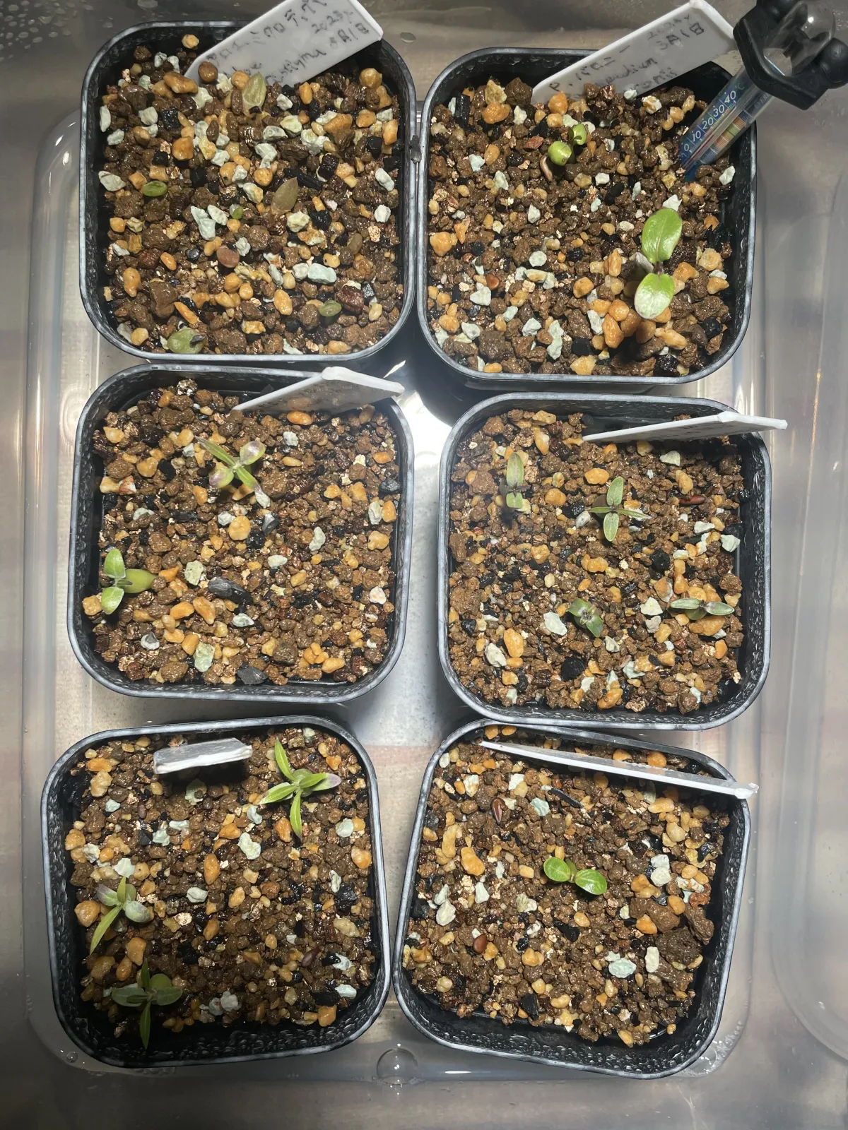 Aloe microstigma (アロエ ミクロスティグマ)