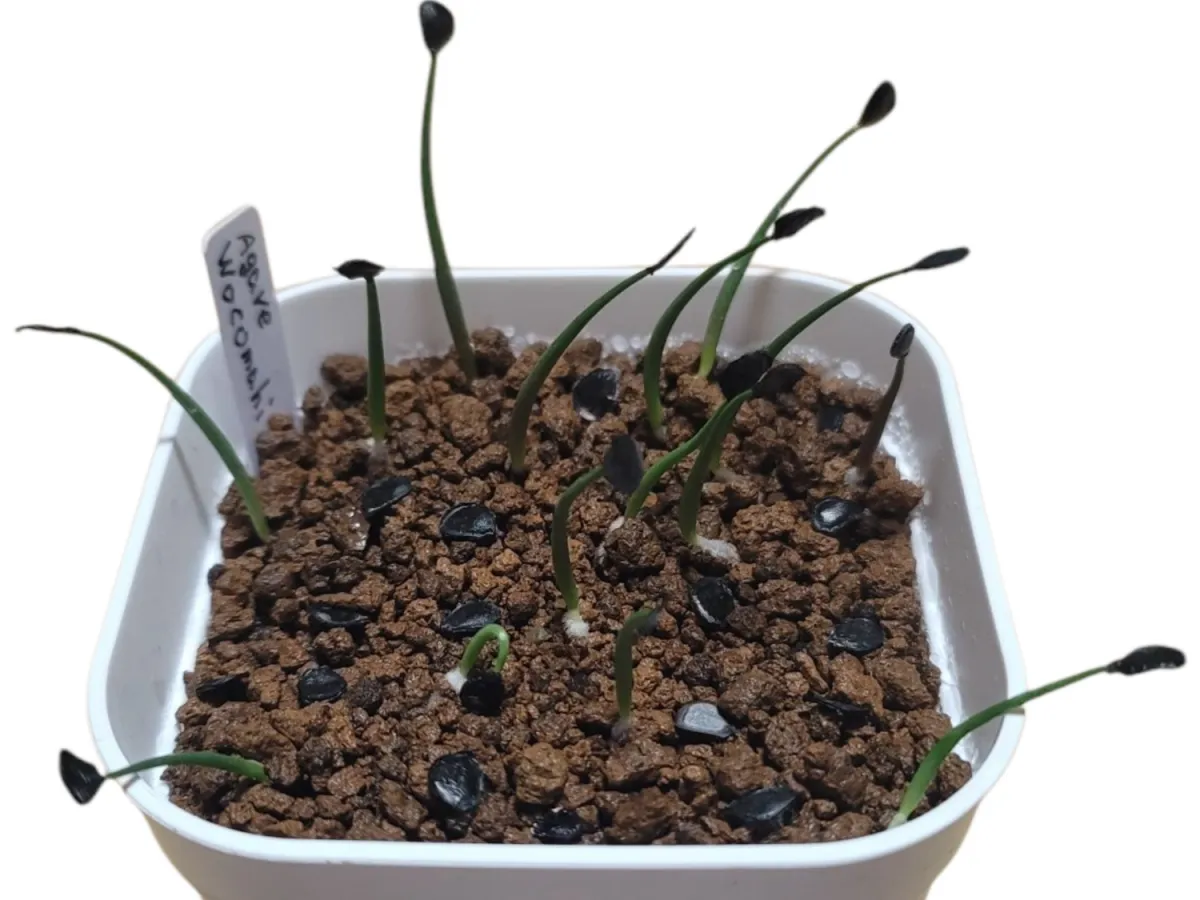 Agave wocomahi (アガベ ワコマヒー)