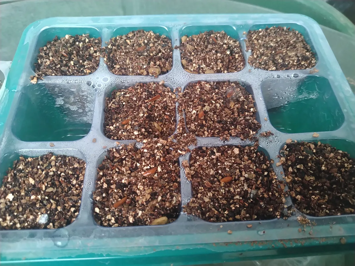 Pachypodium rosulatum var. gracilius ([無料種子] 発芽難 パキポディウム グラキリス　)